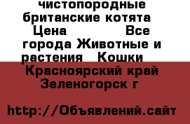 чистопородные британские котята › Цена ­ 10 000 - Все города Животные и растения » Кошки   . Красноярский край,Зеленогорск г.